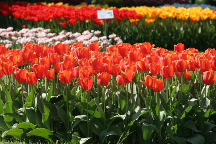 Tulipes a Morges 2007 - 075